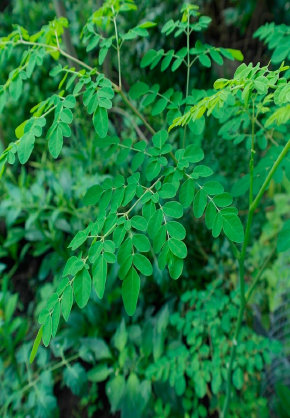 whats_moringa001010.jpg